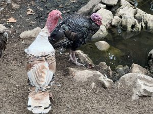 Китайската Li Auto базира център за научноизследователска и развойна дейност в Германия в глобален тласък · TechNode