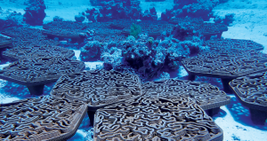 Докосване на наистина непознати чудеса