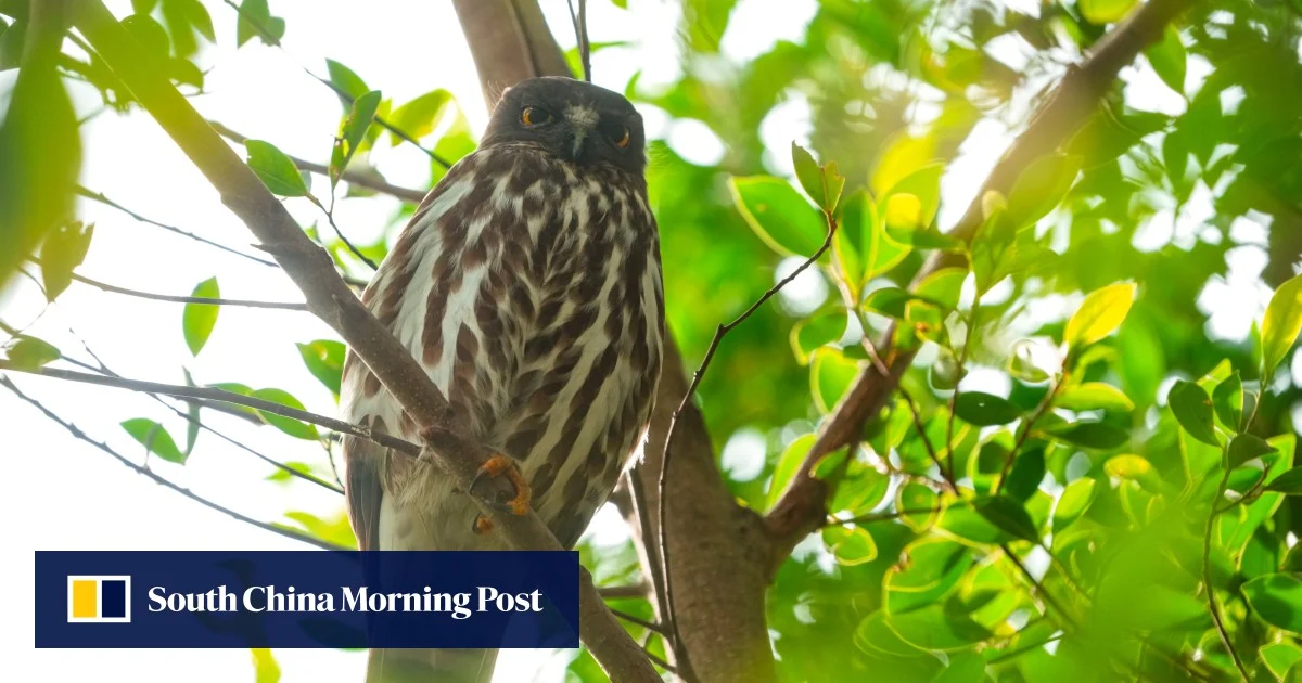 Зелена организация в Хонконг критикува бездействието към совите