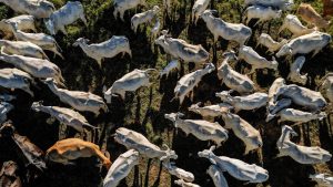 Търговията между Бразилия и Китай достига рекордните 171 милиарда щатски долара през 2025 г., тъй като митата на САЩ предизвикват спиране на износа